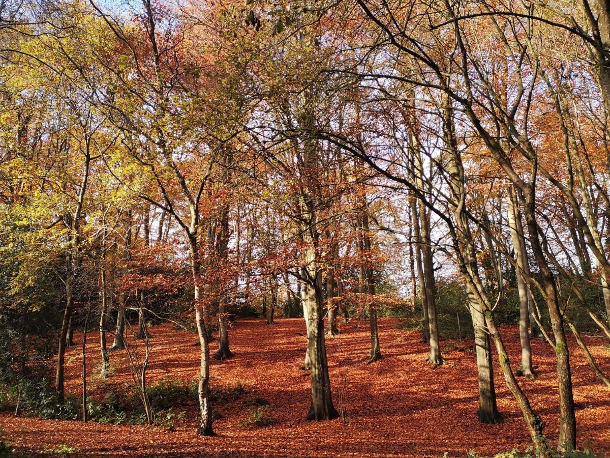 Abacus Bed And Breakfast, Blackwater, Hampshire Camberley Exteriér fotografie